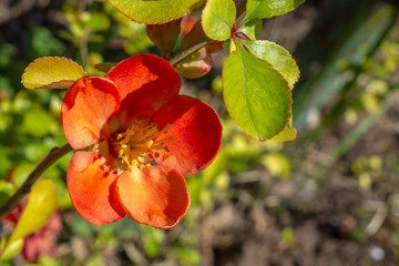 Bright red flower of the Japanese quince (Chaenomeles japonica) on a branch with green leaves under the bright sun.
