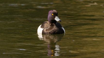 Eine Reiherente im Wasser im Park