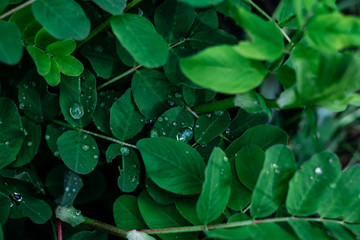 green leaves with water drops