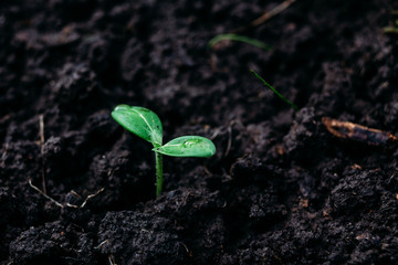 Small sprout of cucumber in the ground