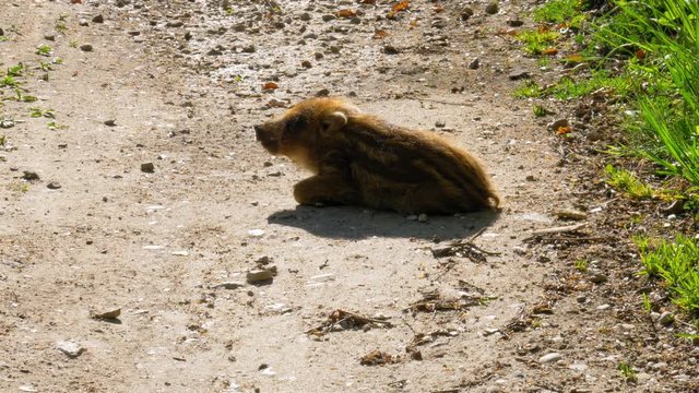 Young Wild Boar Lying And Sunbathing On The Ground. - close up shot