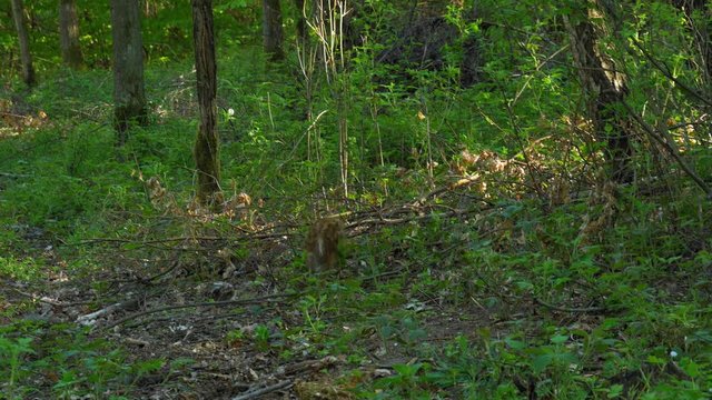 Young Wild Boar, Dzik Strolling On The Dense Forest. - medium shot