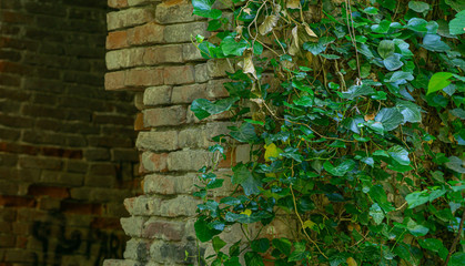 The texture of the old brick wall entwined with ivy. Georgia country. Kutaisi city