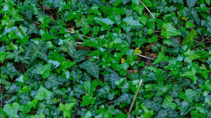 The texture of the old brick wall entwined with ivy. Georgia country. Kutaisi city