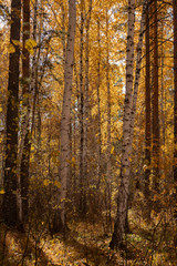 Fototapeta premium Yellow autumn forest in Russia