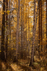 Yellow autumn forest in Russia
