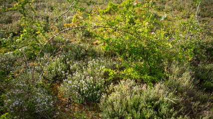 
Plants of thyme under a thorny bramble, arched on the bushes