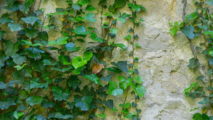 The texture of the old brick wall entwined with ivy. Georgia country. Kutaisi city