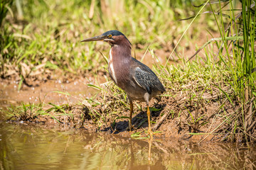 Green heron standing closeup