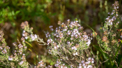 
Close-up on a flowering thyme plant in the wild