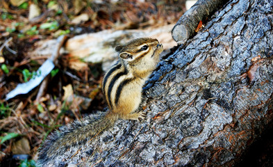 Chipmunk on Baikal