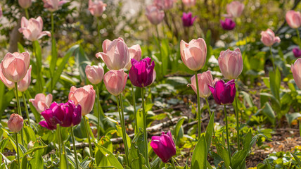 Rosa und violette Tulpen im Frühjahr im Park