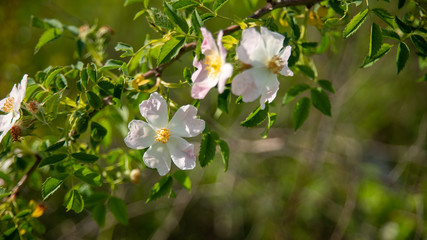 Obraz na płótnie Canvas Pretty flowering stems of dog rose in spring, close-up