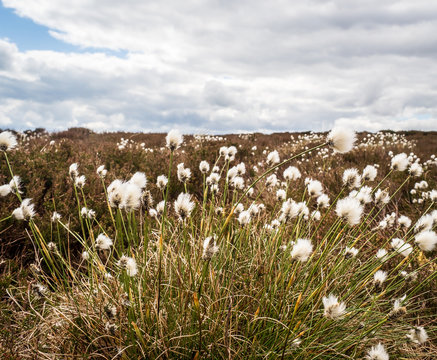 Common Cottongrass (Eriophorum angustifolium) on a Yorkshire moor