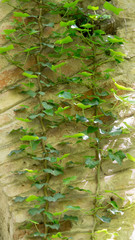 The texture of the old brick wall entwined with ivy. Georgia country. Kutaisi city