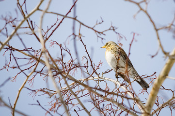 common thrush