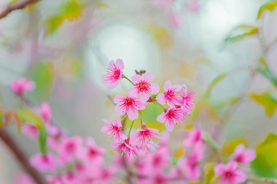 Beautiful wild himalayan cherry flower ( Prunus cerasoides ), This flowers are very similar to the pink cherry blossoms,Isolated with nature background. © mrkickme