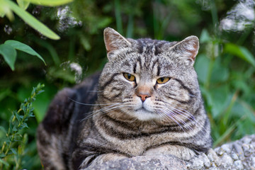 Fototapeta na wymiar Portrait of an adorable tiger grey cat close up.