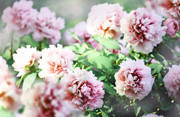 Blooming tender pink peonies flowers. Tree peonies. Very soft selective focus. Vintage

