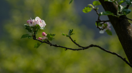 flowering peach tree