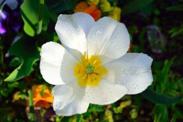 チューリップ(開花後)