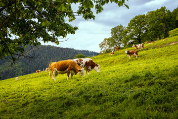 Hinterwälder-Rind_2365