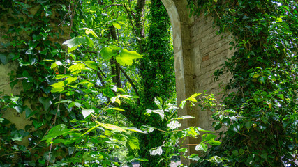 The remains of old building, overgrown with ivy, shrubs and trees. Georgia country. Kutaisi city