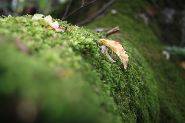 moss on root in autumn forest