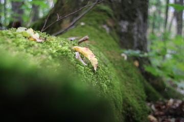 moss on root in autumn forest