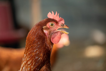 Chicken breeds used to lay eggs.