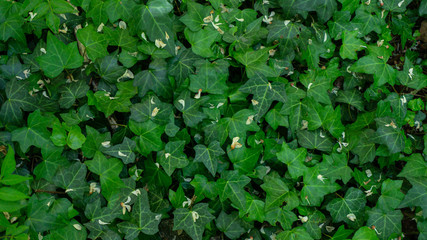 The texture of the old brick wall entwined with ivy. Georgia country. Kutaisi city