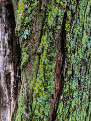 mossy tree bark on rainy day background texture
