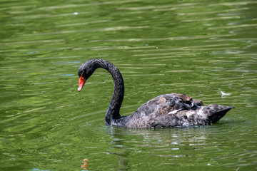 Black swan (Cygnus atratus). Wildlife animal in nature