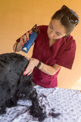 A black dog is trimmed at home by a veterinarian doctor