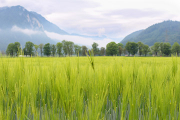 Naklejka premium Weizenfeld