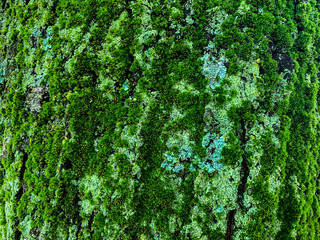 mossy tree bark on rainy day background texture