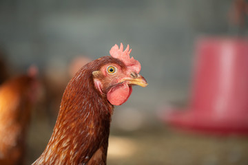 Chicken breeds used to lay eggs.