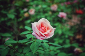 beautiful pink rose in garden