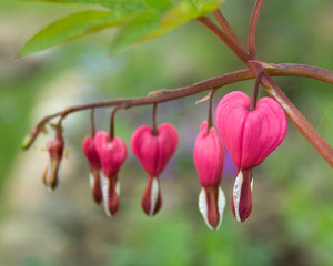Bleeding Heart pink flowers (Dicentra spectabilis, Lamprocapnos spectabilis, Asian bleeding-heart,...