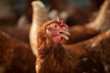 Chicken breeds used to lay eggs.