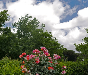 un cespuglio di rose selvatiche piene di colore in campagna