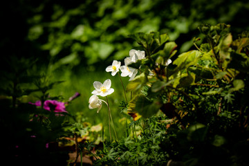 Lovely White Canadian Anemones on a Blurred Garden Background