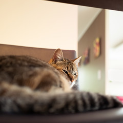 chat sur le fauteuil de la cuisine