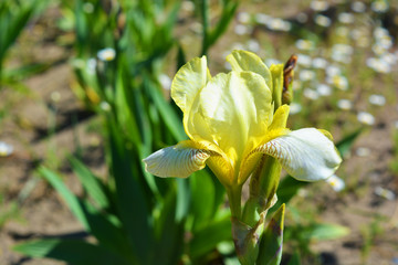 Gentle and beautiful yellow and white flowering irises growing in yellow sand. Large and bright green bushes with buds of flowering varieties, long sharp leaves lit by bright sunlight.