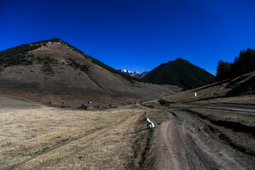 A dog is stopped on the side of the road at the entrance of the village of Shenako.