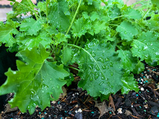 potted kale in container outdoors