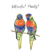 Set with beautiful watercolor parrots. Tropics. Realistic tropical birds. Parrots. White background. - 348598813