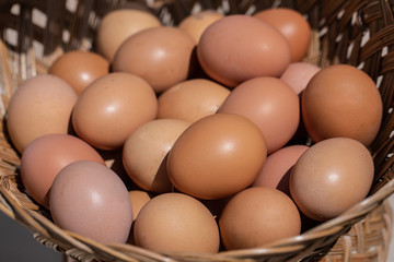 New chicken eggs collected from hens