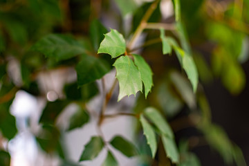 Green and fragile leaves of houseplants, close-up for design background with blur, for decoration and decoration
