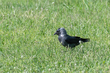 The western jackdaw (Corvus monedula) on the green grass